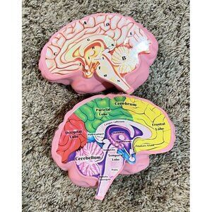 Cross Section Foam Brain Model Great Educational Tool For Learning & Teaching